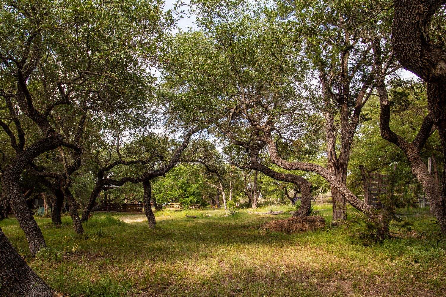 13127 Fitzhugh Rd in Dripping Springs, Texas